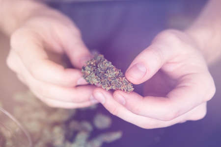 Drugs narcotic concept. Man rolling a marijuana joint. Man preparing and rolling marijuana cannabis joint. Drug use. Close up . Close up of addict lighting up marijuana joint with lighter.の写真素材