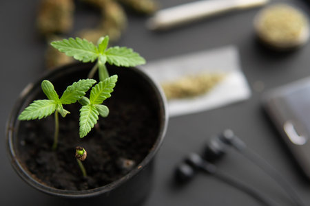 Cannabis seedling on a black background. Marijuana cultivation concept. Hemp weed indoor grow....