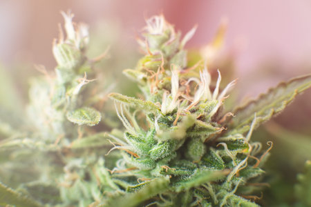 medicinal marijuana cbd thc. Indica and Sativa medical universities Cannabis bud. Concepts of legalizing herbs weed. buds grown cannabis in the house. Macro shot with sugar trichomes.の写真素材