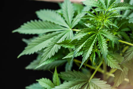 cultivation cannabis, Growing cannabis indica, marijuana vegetation plants, hemp CBD, marijuana leaves, background green,のeditorial素材