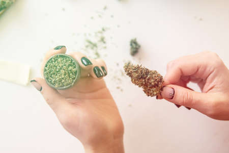 Woman preparing and rolling marijuana cannabis joint. Woman rolling a cannabis blunt on white background. marijuana use concept. Close up of marijuana blunt with grinder. Color toningの写真素材