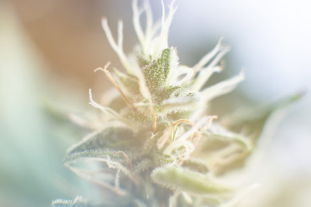 Macro shot with sugar trichomes. buds grown cannabis in the house. Bud cannabis before harvest....