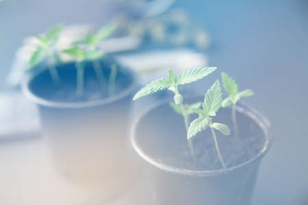 Marijuana cultivation concept. Hemp weed indoor grow. Cannabis seedling on a black background. close up. light leaks color tonesの写真素材