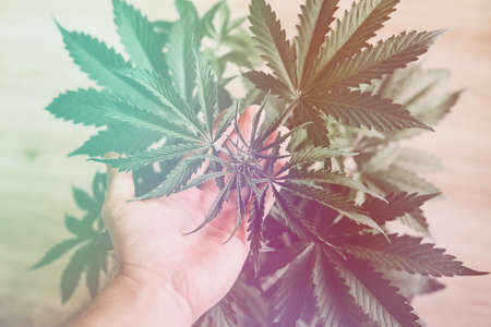 Growing home cannabis indica, marijuana leaves, background green cultivation cannabis, marijuana vegetation plants, hemp CBD, light leaksの写真素材