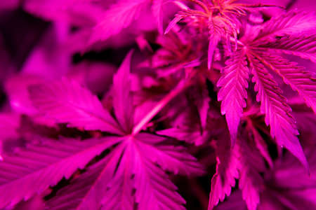 cultivation cannabis, marijuana vegetation plants, Growing cannabis indica, hemp CBD, marijuana leaves, background green,の写真素材