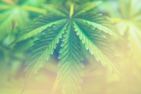 cultivation cannabis, marijuana vegetation plants, Growing cannabis indica, marijuana leaves,...