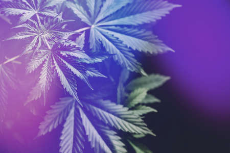 marijuana vegetation plants, marijuana leaves, background green, cultivation cannabis, Growing cannabis indica, hemp CBD, light leaks color tones top viewの写真素材