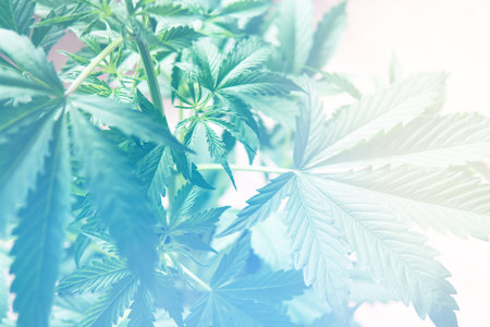 Cannabis vegetation plants, indoor grow cannabis indica, hemp marijuana CBD, white background...