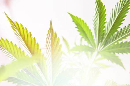 marijuana leaves on light, indoor grow cannabis indica, white background cultivation cannabis,...