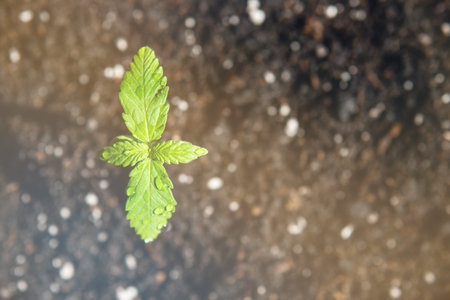 A cannabis seedling of small plant. cultivation in an indoor marijuana, Macro The stage of...