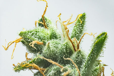 Indica flower. Fresh green weed In details. CBD THC in Pot. Marijuana bud close up. Macro trichomes...