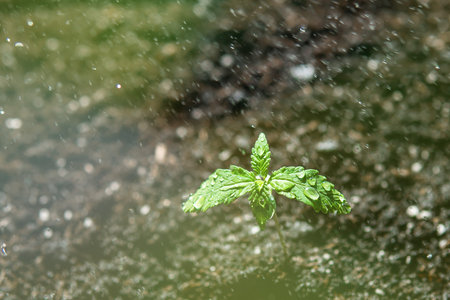 A small plant of cannabis seedlings. Seedling in the ground in the sun, cultivation in an indoor...