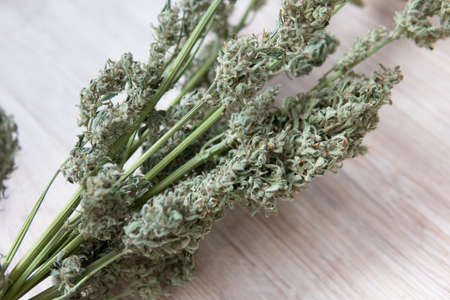 Natural medical pot. White background. CBD THC weed. Marijuana close up. A bouquet of dry cannabis buds.の写真素材
