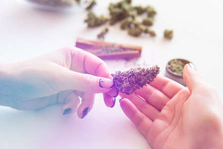 Woman preparing and rolling marijuana cannabis joint. Close up of marijuana blunt with grinder. Woman rolling a cannabis blunt on white background. marijuana use concept. Color toningの写真素材