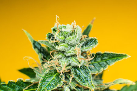 Fresh green weed In details. Marijuana bud close up. Macro trichomes cannabis. Indica flower. CBD...