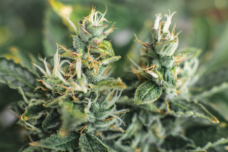 Indica and Sativa medical universities Cannabis bud. Concepts of legalizing herbs weed. Macro shot...
