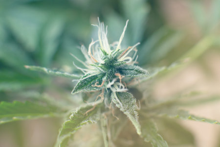 medicinal marijuana cbd thc. Macro shot with sugar trichomes. Bud cannabis before harvest. Indica...