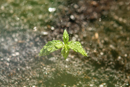 A cannabis seedling of small plant. The stage of vegetation hemp. cultivation in an indoor marijuana Macro. Seedling in the ground in the sun, light leaks color tonesの写真素材