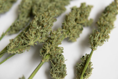 Natural medical pot. CBD THC weed. White background . A bouquet of dry cannabis buds. Marijuana...