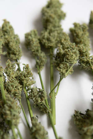 White background . Marijuana close up. A bouquet of dry cannabis buds. Natural medical pot. CBD THC weed. vertical shotの写真素材