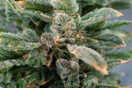 Pot green flower. Marijuana bud close up. Macro trichomes of cannabis. CBD THC in Pot. Sativa Fresh...