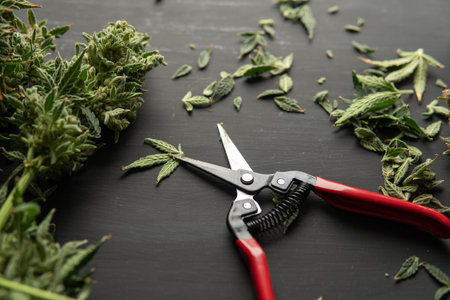 Trim before drying. Mans hands trimming marijuana bud. Growers trim their pot buds before drying....
