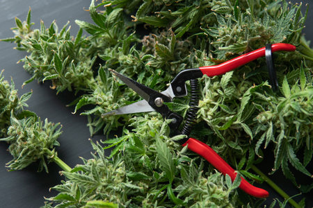 Harvest weed time has come. Growers trim their pot buds before drying. The sugar leaves on buds....