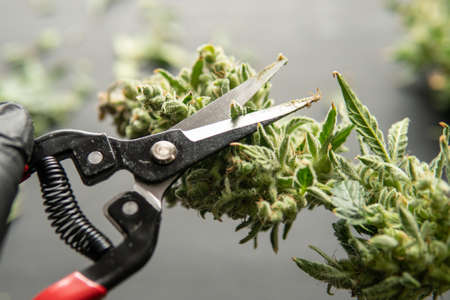 Trim before drying. Growers trim cannabis buds. Harvest weed time has come. The sugar leaves on buds. Mans hands trimming marijuana bud. Growers trim their pot buds before drying.の写真素材