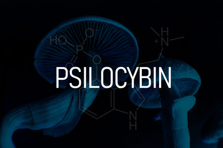 formula of psilocybin on a blackboard Mushroom. Albino A strain. Dry Psilocybe cubensis. Psilocybin...