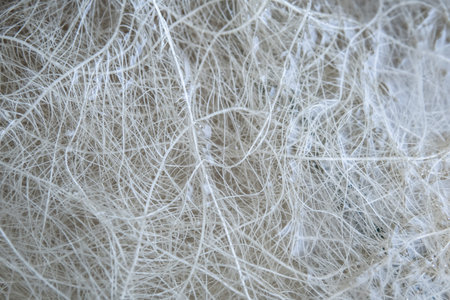 Deep water culture. Cultivation cannabis. Hemp CBD in roots. Marijuana vegetation plants. Marijuana roots in hydroponic system. Growing cannabis indica. Roots of cannabis.の写真素材