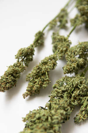 A bouquet of dry cannabis buds. Natural medical pot. CBD THC weed. White background . Marijuana close up. vertical shotの写真素材