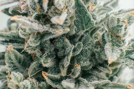 Pot green flower. Fresh green weed In details. Macro trichomes of cannabis. Sativa CBD THC in Pot. Indica flower. Marijuana bud close up.の写真素材