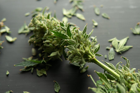 Mans hands trimming marijuana bud. Growers trim their pot buds before drying. The sugar leaves on buds. Harvest weed time has come. Growers trim cannabis buds. Trim before drying.の写真素材