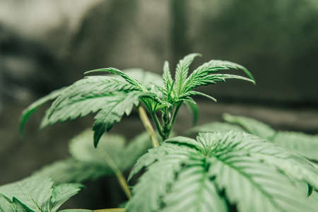 Cultivation growing under led light. Vegetation of Cannabis. Marijuana in grow tent. Cannabis Growing. Close up. Growing Indoor marijuana at home .の写真素材