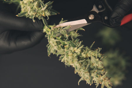 Growers trim their pot buds before drying. Mans hands trimming marijuana bud. Growers trim cannabis...