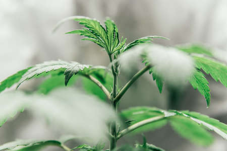 Growing Indoor marijuana at home . Close up. Cultivation growing under led light. Vegetation of Cannabis. Marijuana in grow tent. Cannabis Growing.の写真素材