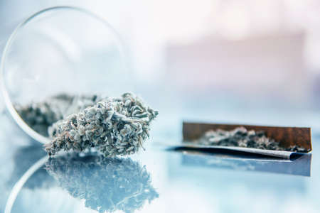Sativa Indica medical health. The pot leaves on buds THC CBD. White background. Close up. Cannabis weed bud and grinder. Marijuana nature bud.の写真素材