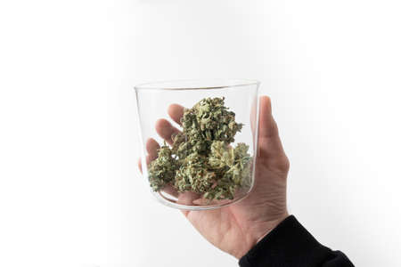 Harvest weed time. Mans hands trimming marijuana bud. The sugar pot leaves on buds. Marijuana nature. White background. CBD THC herb. Sativa medical health. cannabis buds in glass jar.の写真素材