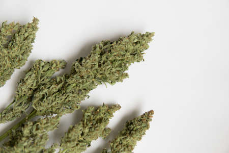 Marijuana close up. White background . CBD THC weed. Natural medical pot. A bouquet of dry cannabis buds.の写真素材
