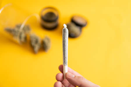 Cannabis nature bud. Indica medical health. The pot leaves on buds. Marijuana weed bud and grinder. Yellow background. Sativa THC CBD. Joint weed.の写真素材