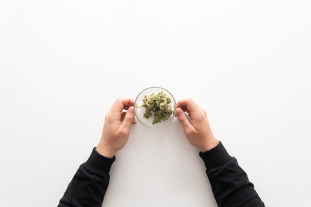 Sativa medical health. The sugar pot leaves on buds. Mans hands marijuana bud. CBD THC herb....
