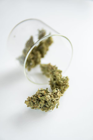 Marijuana nature bud. The sugar pot leaves on buds. Sativa medical health. White background. CBD THC...