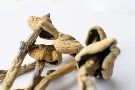 Psilocybin mushroom. Close up Magic shroom. Dry Psilocybe cubensis. Psychedelic drug. Albino A strain. White background. Psilocybin Mushroom.の写真素材