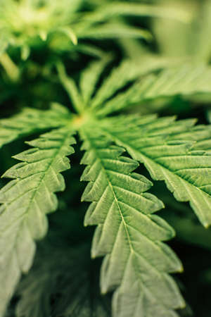 Cultivation growing under led light. Close up. Indoor marijuana at home . Marijuana in grow tent. Growing Cannabis Growing. Vegetation of Cannabis. Vertical shot.の写真素材