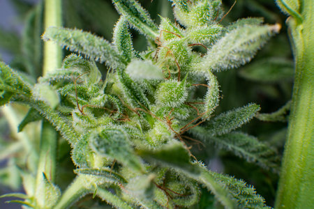 Pot green flower. Macro trichomes of cannabis. CBD THC in Pot. Sativa Fresh green weed In details....