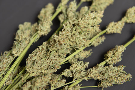 A bouquet of dry cannabis buds. Marijuana close up. CBD THC weed. Black background. Natural medical...