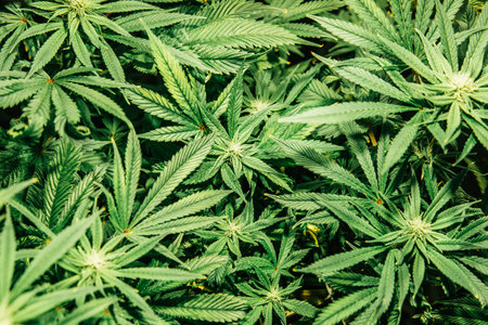 Cultivation growing under led light. Growing Cannabis Growing. Indoor marijuana at home . Vegetation of Cannabis. Marijuana in grow tent. Close up.の写真素材