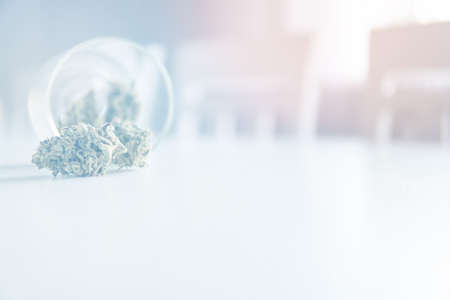 Sativa medical health. Marijuana nature bud. Cannabis buds in grinder. The sugar pot leaves on buds. White background. CBD THC herb.の写真素材