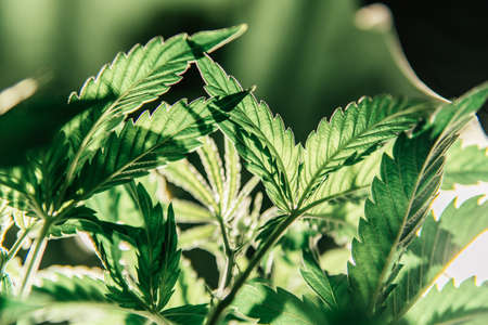 Vegetation of Cannabis. Cannabis Growing. Growing Indoor marijuana at home . Cultivation growing under led light. Marijuana in grow tent. Close up.の写真素材