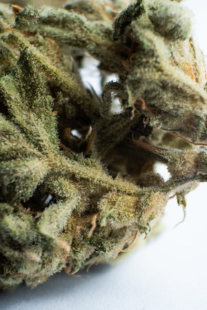 White background Vartical shot. The pot leaves on buds CBD. THC Kief in grinder. Cannabis weed bud...